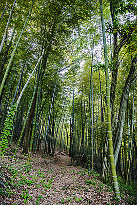 포토 JPG 주간 길 사람없음 야외 전라남도 대나무 대나무숲 담양 국내포토 자연요소 나무 숲 전라도 파일형식