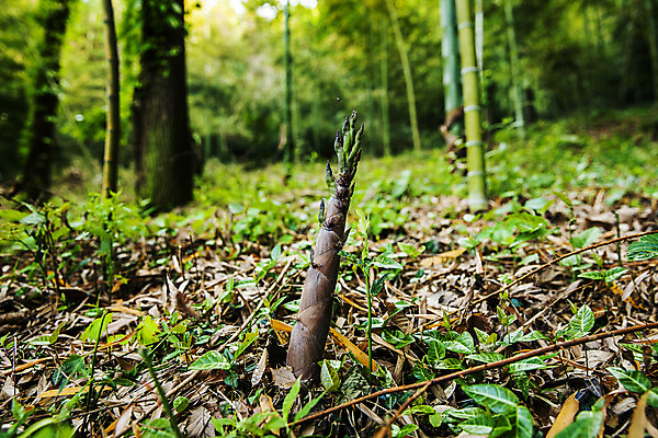 포토 JPG 주간 사람없음 야외 전라남도 대나무 특산물 죽순 담양 국내포토 자연요소 나무 전라도 파일형식