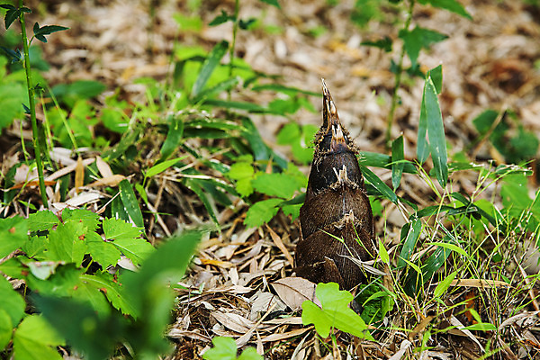 포토 JPG 주간 사람없음 야외 전라남도 특산물 죽순 담양 국내포토 자연요소 전라도 파일형식