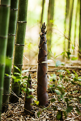 포토 JPG 주간 사람없음 야외 아웃포커스 전라남도 대나무 특산물 죽순 담양 국내포토 자연요소 나무 촬영기법 전라도 파일형식