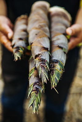 포토 JPG 주간 한명 들기 사람 상반신 야외 앞모습 아웃포커스 전라남도 특산물 죽순 담양 국내포토 자연요소 1 뷰포인트 모션 촬영기법 전라도 파일형식