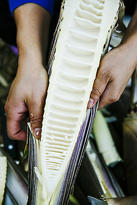 포토 JPG 주간 손 단면 들기 야외 신체부위 전라남도 특산물 슬라이스 죽순 담양 국내포토 자연요소 모션 사람 전라도 파일형식