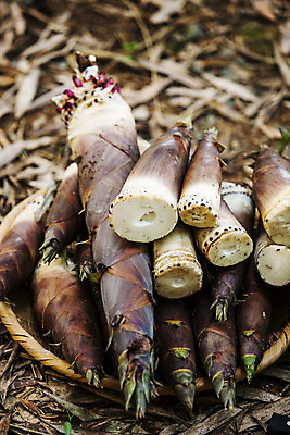 포토 JPG 주간 사람없음 야외 쌓기 전라남도 특산물 죽순 담양 국내포토 자연요소 모션 전라도 파일형식