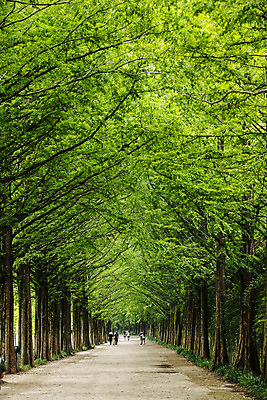 포토 JPG 주간 사람없음 야외 산책로 전라남도 담양 메타세콰이어 메타세콰이어길 국내포토 자연요소 나무 길 전라도 파일형식
