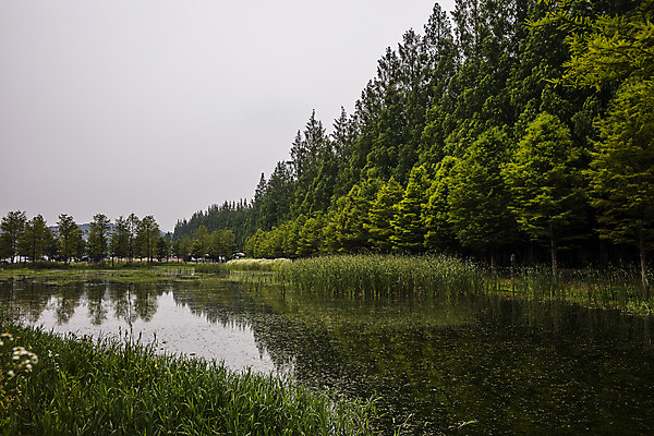 포토 JPG 주간 나무 호수 사람없음 야외 전라남도 담양 메타세콰이어길 국내포토 자연요소 식물 길 전라도 메타세콰이어 파일형식