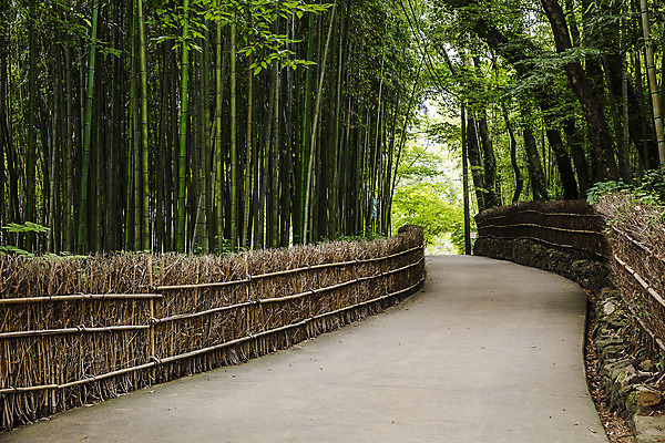 포토 JPG 주간 사람없음 야외 산책로 전라남도 대나무 대나무숲 담양 국내포토 자연요소 나무 길 숲 전라도 파일형식
