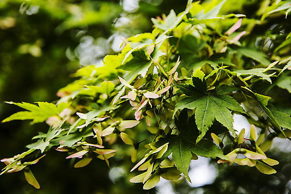 포토 JPG 주간 단풍 사람없음 야외 아웃포커스 전라남도 담양 국내포토 자연요소 잎 촬영기법 전라도 파일형식
