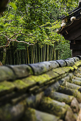 포토 JPG 주간 사람없음 야외 전라남도 대나무 담양 소쇄원 기와담장 국내포토 자연요소 나무 기와 담장 전라도 명승지 파일형식