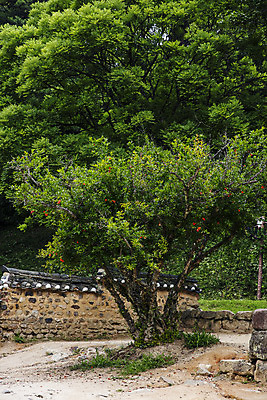 포토 JPG 주간 나무 사람없음 야외 전라남도 담양 소쇄원 기와담장 국내포토 자연요소 식물 기와 담장 전라도 명승지 파일형식