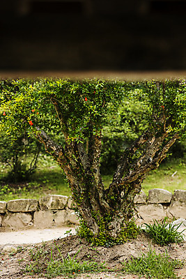 포토 JPG 주간 나무 사람없음 야외 전라남도 담양 소쇄원 국내포토 자연요소 식물 전라도 명승지 파일형식