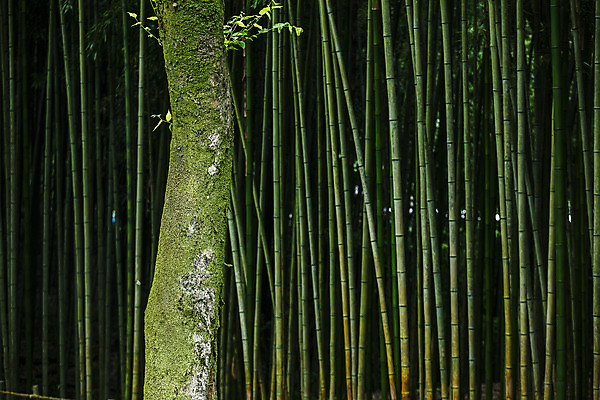포토 JPG 주간 나무 사람없음 야외 전라남도 대나무 대나무숲 담양 소쇄원 국내포토 자연요소 식물 숲 전라도 명승지 파일형식