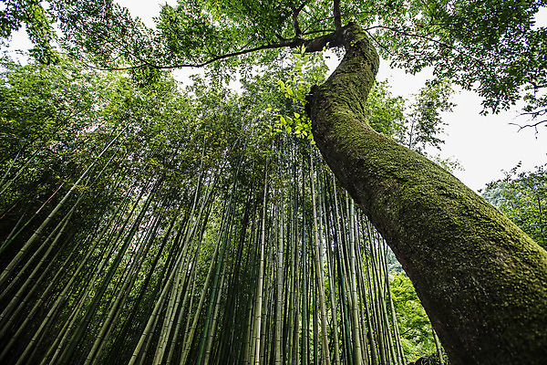 포토 JPG 주간 나무 로우앵글 사람없음 야외 전라남도 대나무 담양 소쇄원 국내포토 자연요소 식물 뷰포인트 전라도 명승지 파일형식