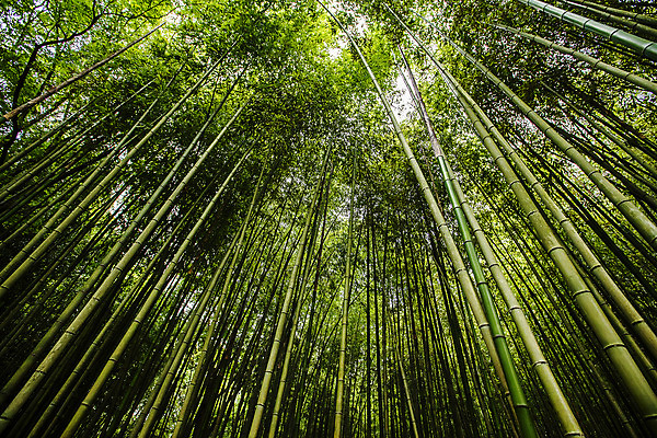 포토 JPG 주간 로우앵글 사람없음 야외 문화재 전라남도 대나무 대나무숲 담양 소쇄원 국내포토 자연요소 나무 뷰포인트 숲 전라도 명승지 파일형식