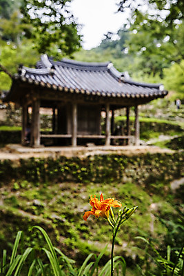 포토 JPG 주간 꽃 한옥 사람없음 야외 아웃포커스 문화재 전라남도 담양 소쇄원 국내포토 자연요소 식물 한국전통 고건축 촬영기법 전라도 명승지 파일형식