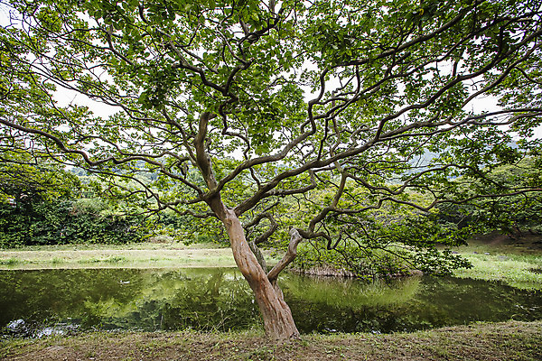 포토 JPG 주간 호수 사람없음 야외 소나무 전라남도 담양 소쇄원 국내포토 자연요소 나무 전라도 명승지 파일형식