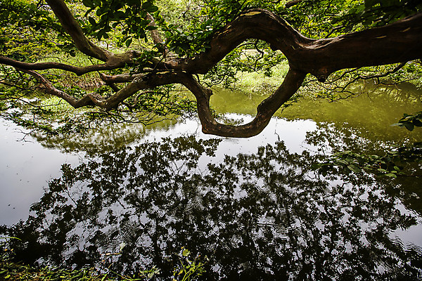 포토 JPG 주간 나무 호수 사람없음 야외 반사 수면 전라남도 담양 소쇄원 국내포토 자연요소 식물 물 전라도 명승지 파일형식