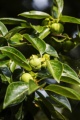 포토 JPG 주간 열매 나뭇잎 사람없음 야외 전라남도 감나무 담양 국내포토 자연요소 나무 식물 잎 감 전라도 파일형식