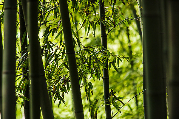 포토 JPG 주간 사람없음 야외 아웃포커스 전라남도 대나무 대나무숲 담양 국내포토 자연요소 나무 촬영기법 숲 전라도 파일형식