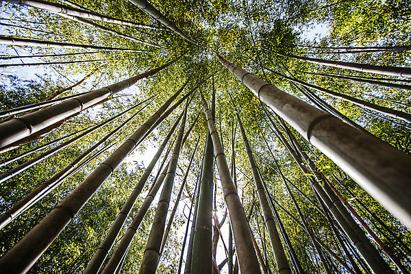 포토 JPG 주간 로우앵글 사람없음 야외 전라남도 대나무 담양 죽녹원 국내포토 자연요소 나무 뷰포인트 전라도 파일형식