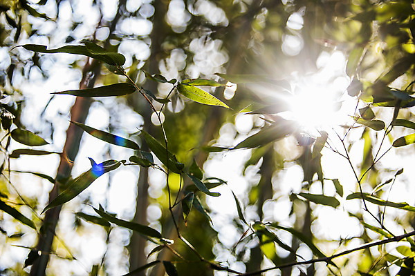 포토 JPG 주간 나무 사람없음 야외 아웃포커스 햇빛 전라남도 대나무 담양 죽녹원 국내포토 자연요소 식물 촬영기법 태양 전라도 파일형식