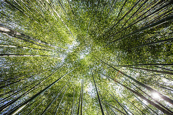 포토 JPG 주간 로우앵글 사람없음 야외 전라남도 대나무 대나무숲 담양 죽녹원 국내포토 자연요소 나무 뷰포인트 숲 전라도 파일형식