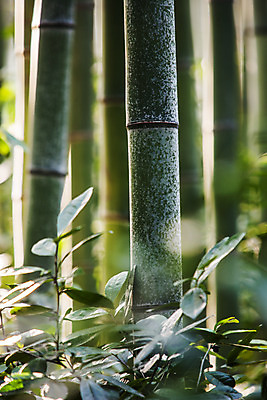 포토 JPG 주간 사람없음 야외 전라남도 대나무 담양 죽녹원 국내포토 자연요소 나무 전라도 파일형식
