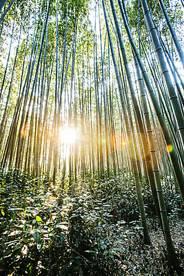 포토 JPG 주간 로우앵글 사람없음 야외 햇빛 전라남도 대나무 담양 죽녹원 국내포토 자연요소 나무 뷰포인트 태양 전라도 파일형식