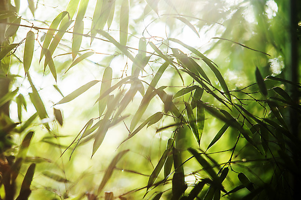 포토 JPG 주간 사람없음 야외 햇빛 전라남도 대나무 담양 대나무잎 국내포토 자연요소 나무 잎 태양 전라도 파일형식