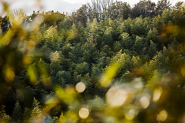 포토 JPG 주간 나무 사람없음 야외 소프트포커스 전라남도 보케 담양 국내포토 자연요소 식물 촬영기법 전라도 파일형식