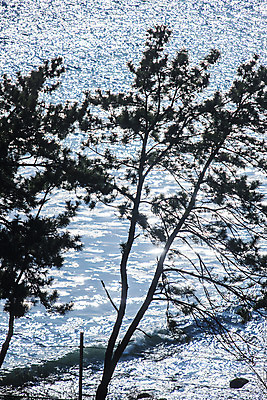 포토 JPG 주간 바다 풍경 사람없음 야외 소나무 부산 잔물결 국내포토 자연요소 나무 물결 한국 파일형식