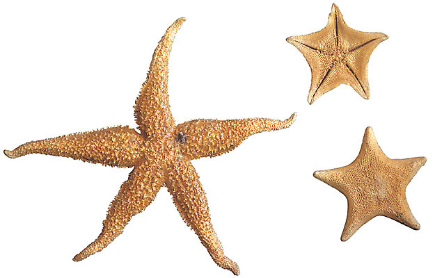 포토 JPG 모양 동물 별 불가사리 극피동물 세마리 누끼 사람없음 모형 바다동물 세개 오브젝트 동물모형 국내포토 자연요소 바다 3 수중동물 파일형식