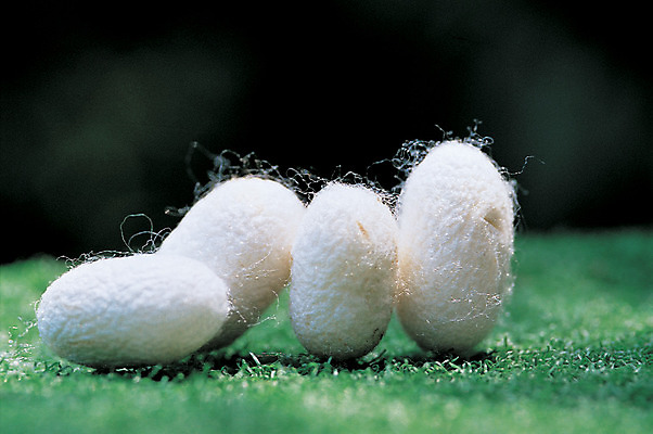 포토 JPG 컬러 재료 의학 실내 근접촬영 사람없음 아웃포커스 여러개 한의학 약재 한약재 흰색 실 한약 원료 뭉치 누에 명주 명주실 국내포토 뷰포인트 다수 촬영기법 내부 약 파일형식