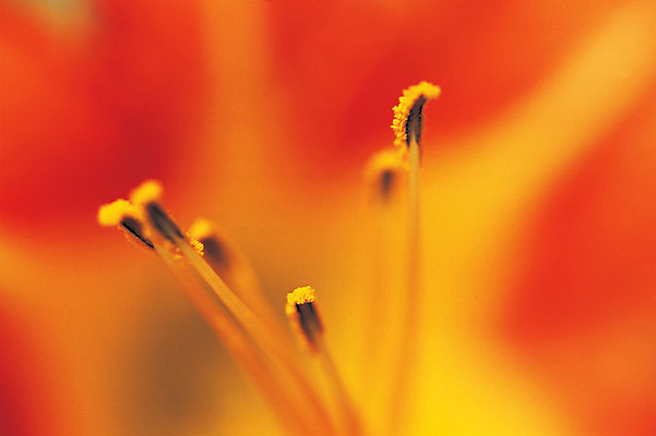 포토 JPG 식물 꽃 컬러 백그라운드 한송이 근접촬영 사람없음 아웃포커스 주황색 꽃술_꽃 암술 국내포토 1 뷰포인트 촬영기법 송이 파일형식