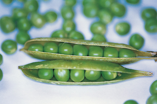 포토 JPG 스튜디오촬영 식물 음식 컬러 채소 식재료 콩 실내 근접촬영 사람없음 아웃포커스 초록색 여러개 낟알 완두콩 알맹이 콩깍지 국내포토 뷰포인트 다수 곡류 촬영기법 내부 파일형식