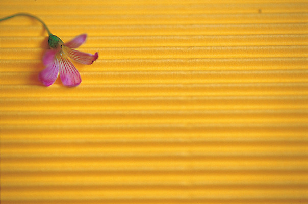 포토 JPG 식물 꽃 분홍색 컬러 백그라운드 한송이 근접촬영 사람없음 노란색 골판지 국내포토 1 종이 뷰포인트 송이 파일형식