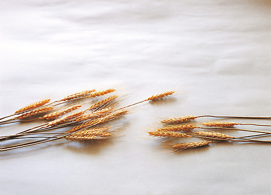 포토 JPG 식물 곡류 실내 사람없음 농작물 하이앵글 풀 보리 이삭 벼이삭 국내포토 뷰포인트 농업 내부 파일형식