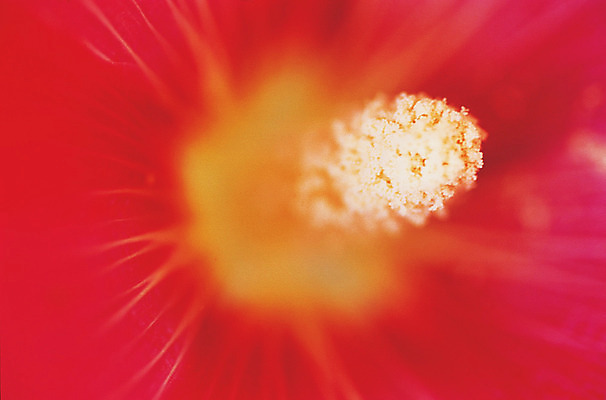 포토 JPG 식물 꽃 컬러 백그라운드 한송이 근접촬영 사람없음 아웃포커스 빨간색 꽃술_꽃 암술 국내포토 1 뷰포인트 촬영기법 송이 파일형식