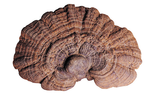 포토 JPG 식물 재료 의학 누끼 사람없음 버섯 한의학 약재 한약재 약초 한약 오브젝트 원료 한의원 한약방 식용식물 영지버섯 국내포토 병원 약 풀_식물 파일형식