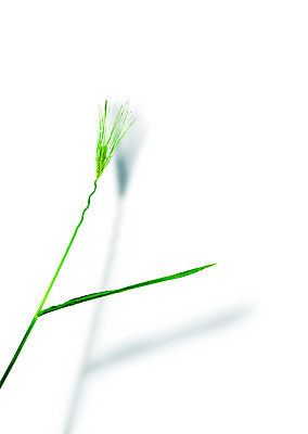 PSD 식물 편집 편집이미지 컬러 백그라운드 자연 그림자 사람없음 초록색 풀 풀잎 이미지편집 잎 풀_식물 생태계 파일형식