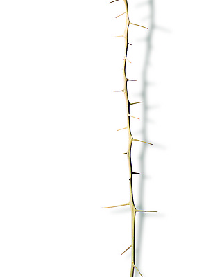 PSD 식물 편집 편집이미지 백그라운드 자연 그림자 사람없음 나뭇가지 가시 가시나무 이미지편집 나무 생태계 파일형식