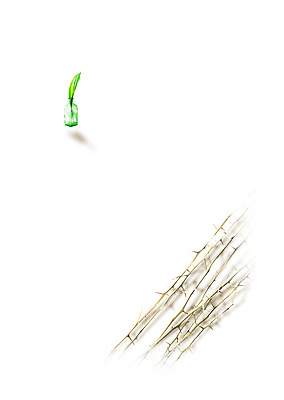 PSD 식물 편집 편집이미지 백그라운드 잎 나뭇잎 그림자 사람없음 나뭇가지 디지털합성 합성 가시나무 이미지편집 나무 파일형식