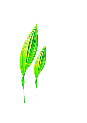 PSD 식물 편집 편집이미지 컬러 백그라운드 잎 자연 나뭇잎 그림자 사람없음 초록색 두개 풀 풀잎 이미지편집 2 풀_식물 생태계 파일형식