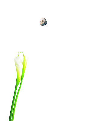 PSD 식물 편집 편집이미지 꽃 화초 백그라운드 그림자 사람없음 돌_바위 흰색 두송이 디지털합성 카라 합성 이미지편집 컬러 2 파일형식