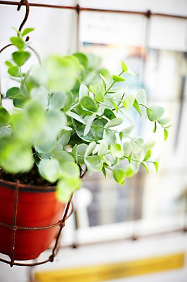 포토 JPG 식물 화분 화초 잎 실내 사람없음 장식 인테리어 오브젝트 국내포토 디자인 내부 파일형식