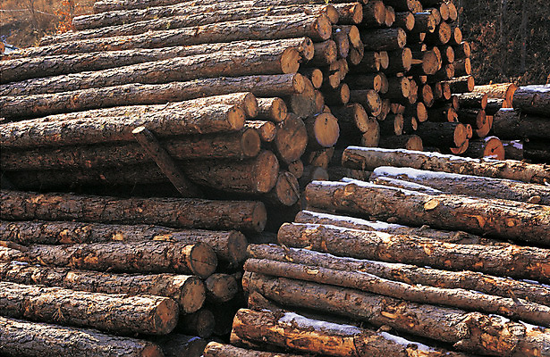 포토 JPG 주간 나무 식물 건축 산업 다수 백그라운드 사람없음 야외 경제 쌓기 여러개 통나무 건축자재 자재 토목 벌목 벌채 국내포토 자연요소 모션 파일형식