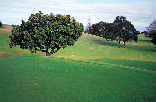 포토 JPG 주간 나무 식물 스포츠 컬러 골프 스포츠시설 골프장 자연 필드 레저 풍경 잔디 사람없음 야외 초록색 경기장 레저시설 국내포토 자연요소 구기 시설 생태계 파일형식