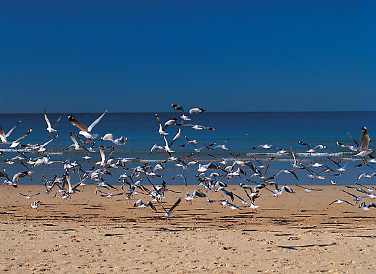 포토 JPG 주간 동물 바다 컬러 여러마리 자연 갈매기 조류 하늘 풍경 해변 사람없음 야외 파란색 모래사장 비행 국내포토 자연요소 다수 생태계 파일형식