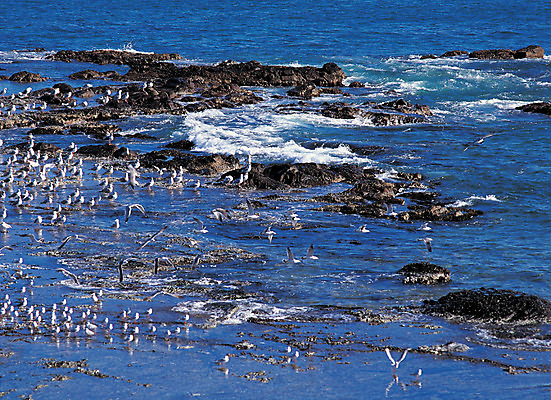 포토 JPG 주간 동물 파도 바다 컬러 여러마리 자연현상 자연 갈매기 조류 풍경 사람없음 야외 파란색 바위 국내포토 자연요소 다수 생태계 파일형식