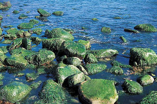 포토 JPG 주간 파도 바다 컬러 자연현상 자연 이끼 풍경 해변 사람없음 야외 초록색 파란색 평화 바위 국내포토 자연요소 컨셉 생태계 파일형식