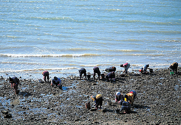 포토 JPG 주간 물결 파도 바다 컬러 자연 조개 한국 어업 사람 풍경 여러명 야외 작업 작업실 수면 어촌 갯벌 작업자 국내포토 자연요소 산업 아시아 다수 어패류 물 시골 생태계 파일형식